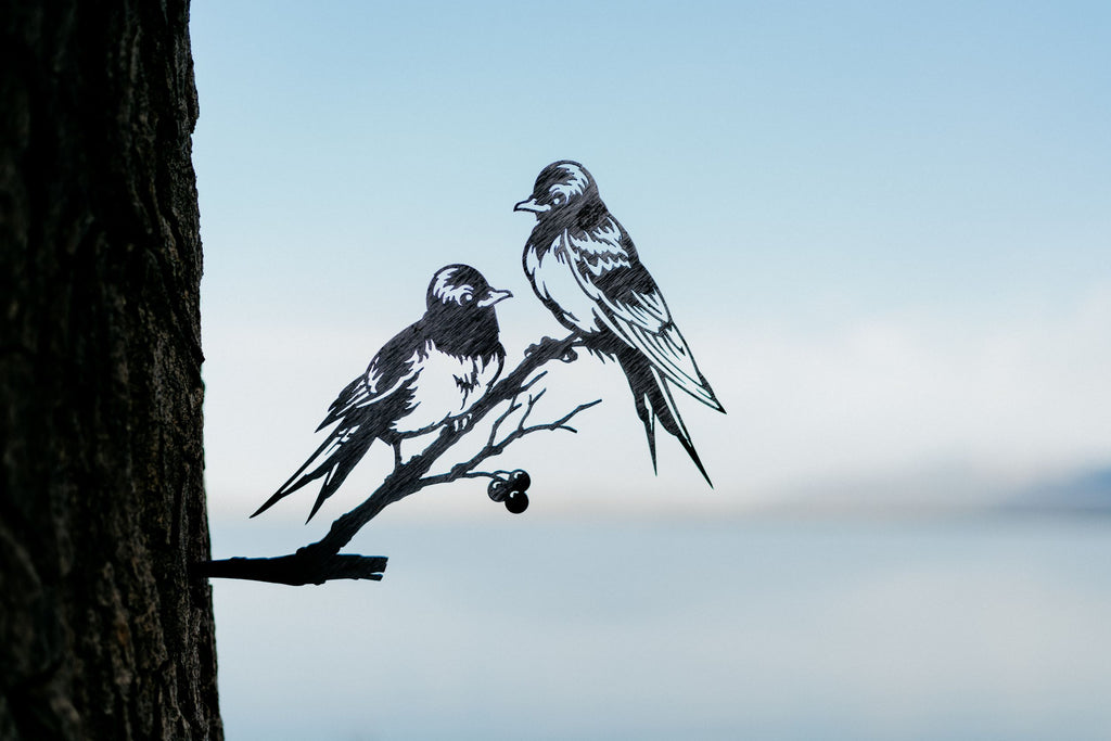 Barn Swallows