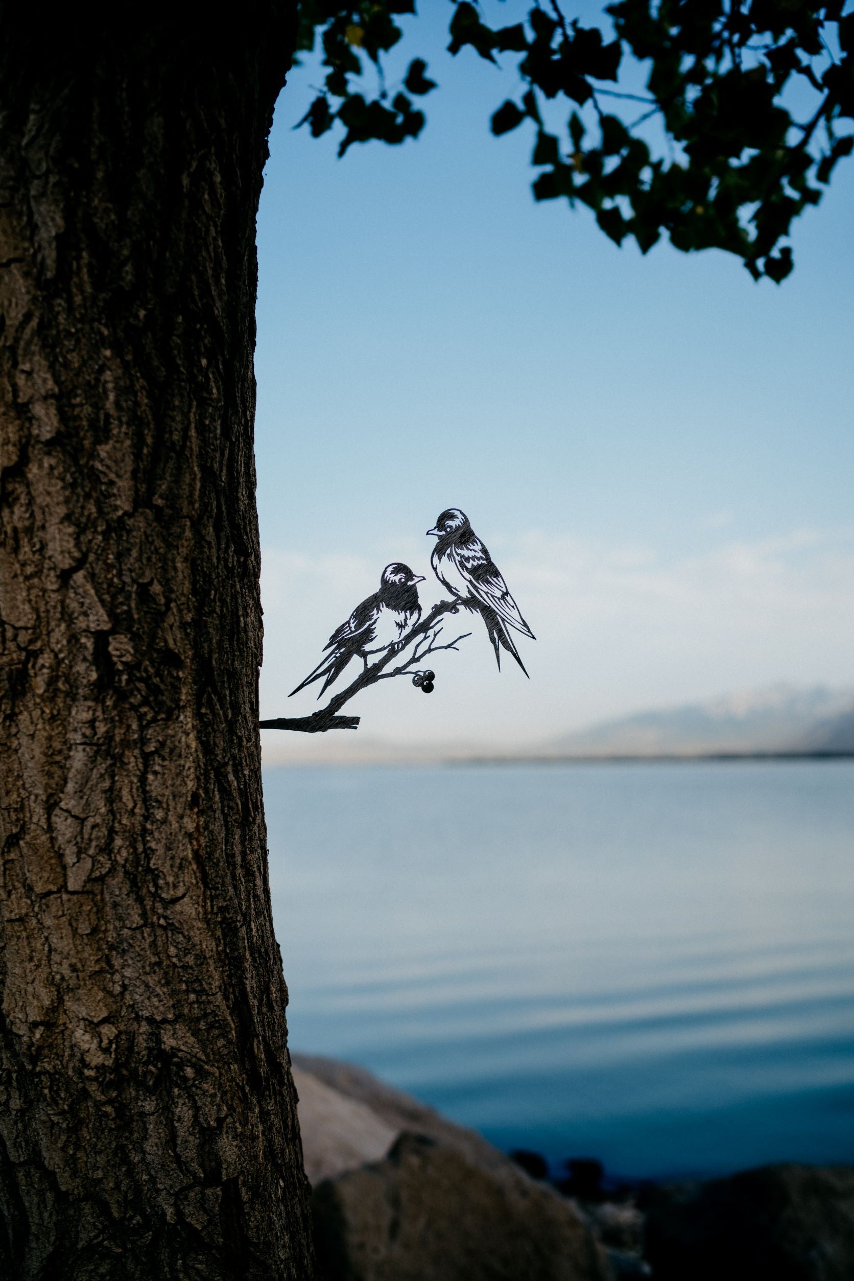 Barn Swallows