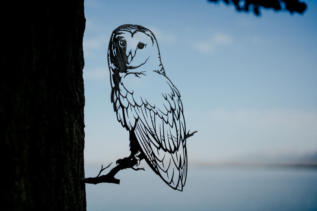 Barn Owl