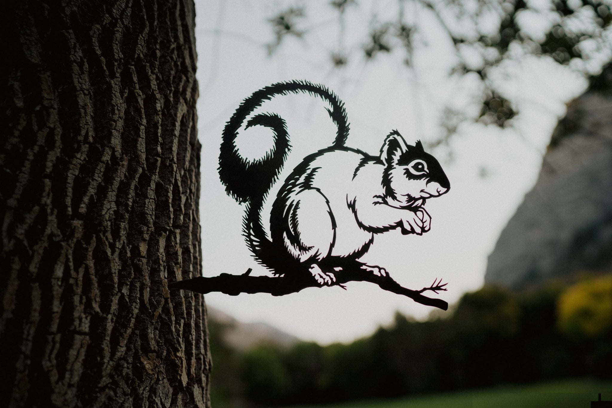 Grey Squirrel